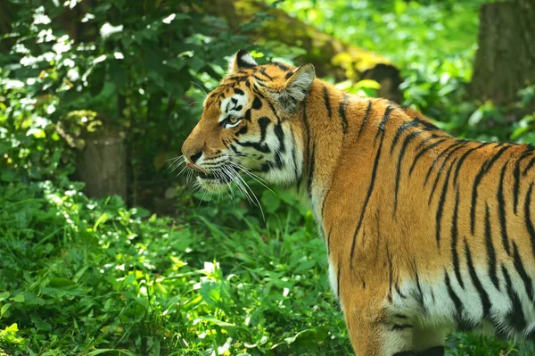 Tigres. — Foto de Stock
