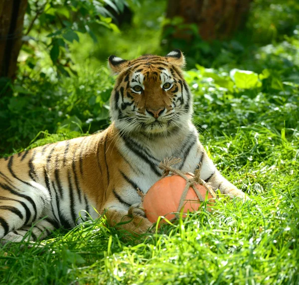 Tigres. — Foto de Stock