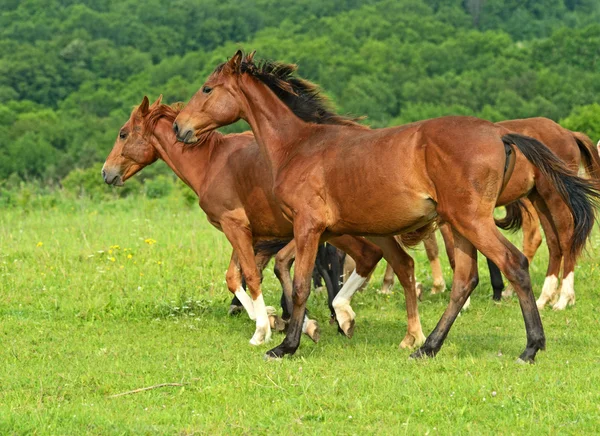 Chevaux de course — Photo