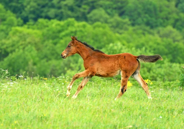 Běžící koně — Stock fotografie