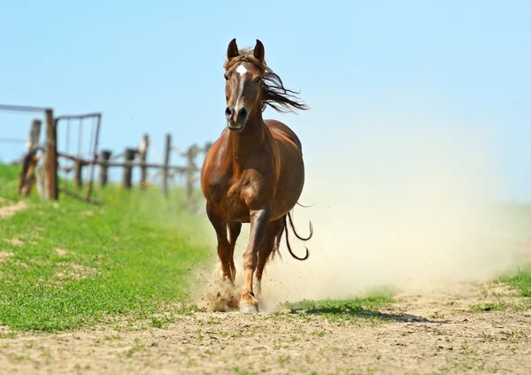 Häst — Stockfoto