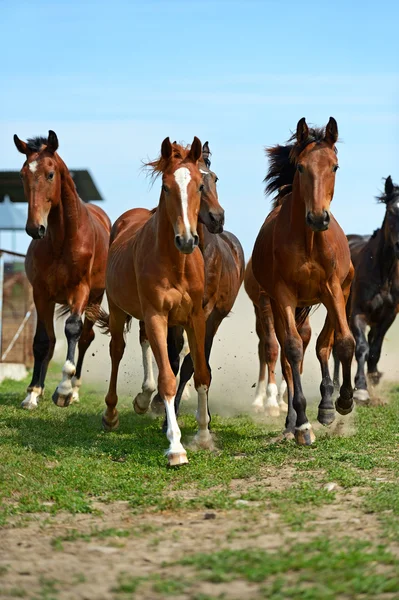 Бегущие лошади — стоковое фото