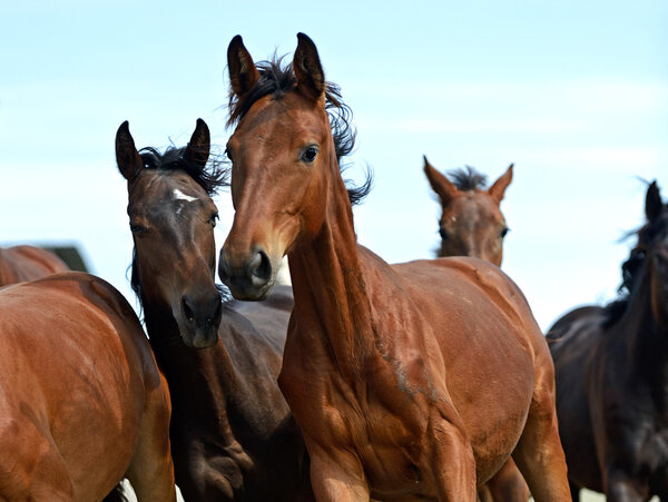бегущие лошади