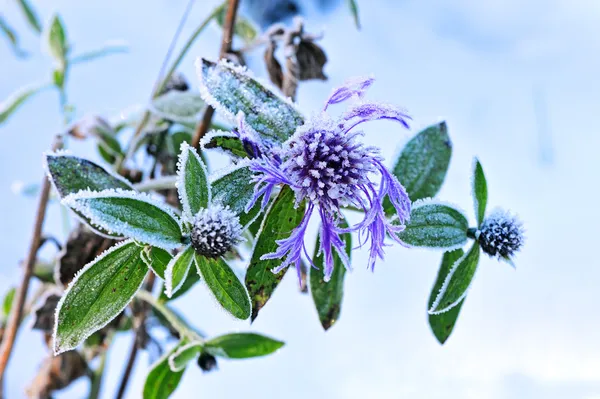 花香 — 图库照片