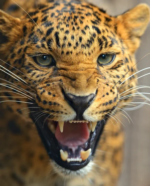 Leopard — Stockfoto