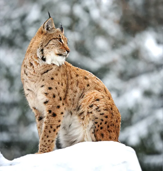 Lynx zima — Stock fotografie