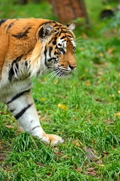 Tygři — Stock fotografie