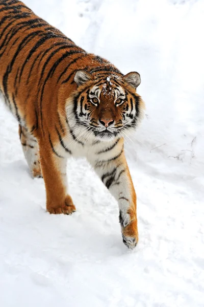 Тигр зимові — стокове фото