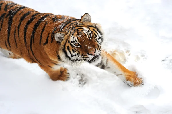 Tigerwinter — Stockfoto