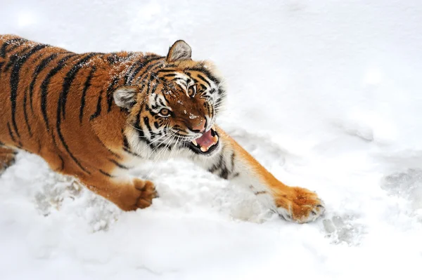 Tijger winter — Stockfoto