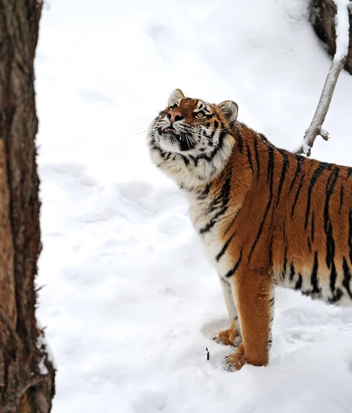 Téli tigris — Stock Fotó