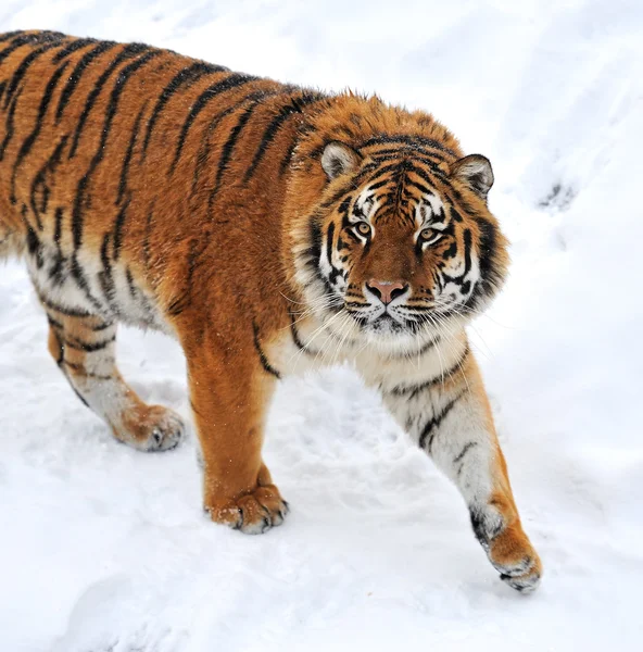 Tiger — Stockfoto