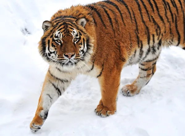 Tijger winter — Stockfoto