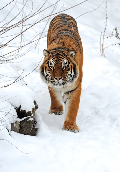老虎的冬天 — 图库照片