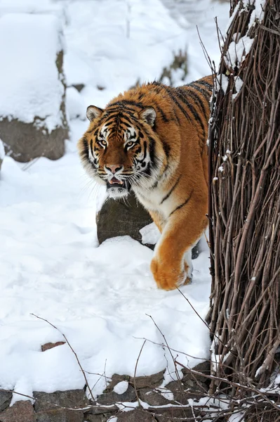 Tijger winter — Stockfoto