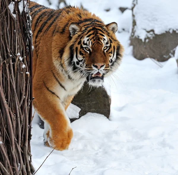 Tijger winter — Stockfoto