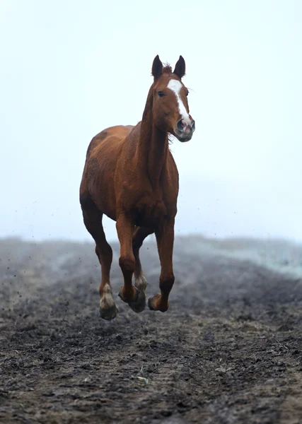 Running Horse — Stock Photo, Image