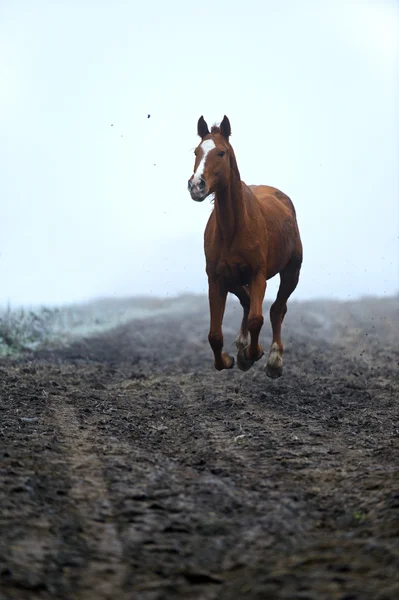 Running Horse — Stock Photo, Image