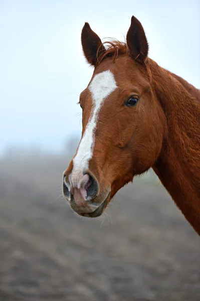 Retrato de caballos — Foto de Stock