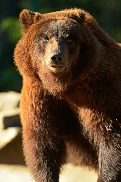 Urso castanho — Fotografia de Stock