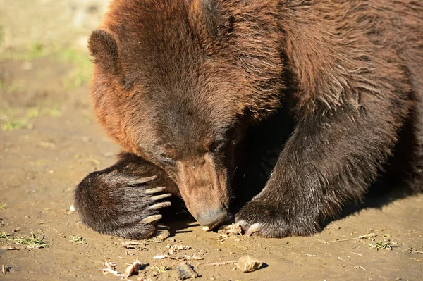 Urso castanho — Fotografia de Stock