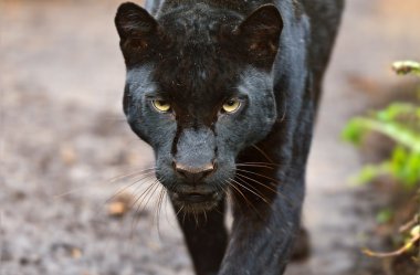 leopar