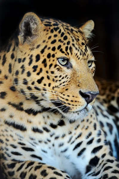 Leopard — Stock Photo, Image