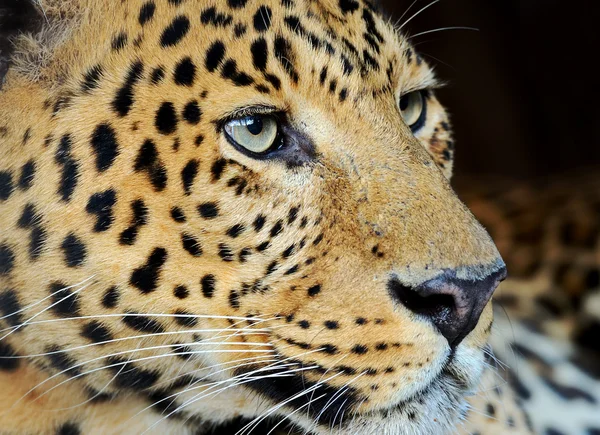 Leopardo — Foto Stock