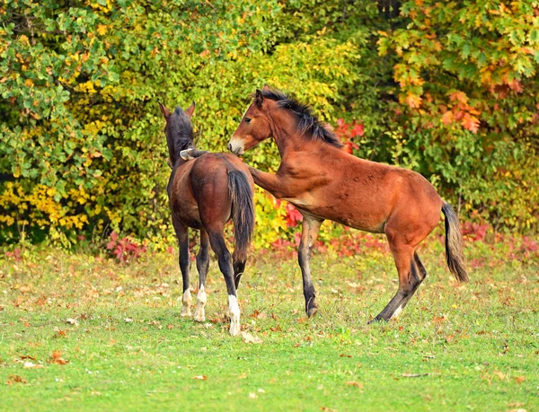 Retrato de caballo — Foto de Stock