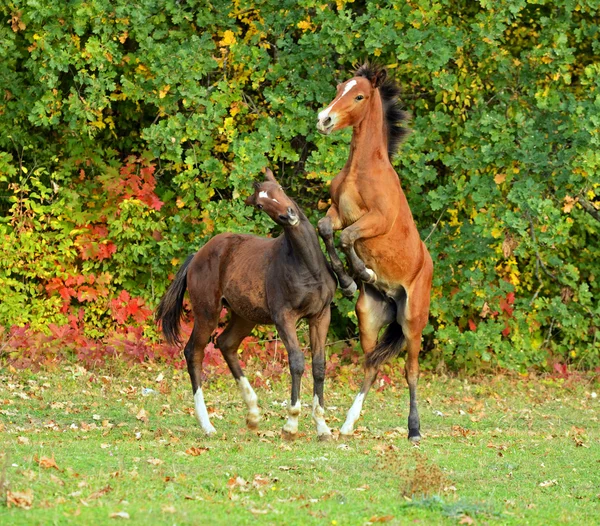 Cavallo — Foto Stock