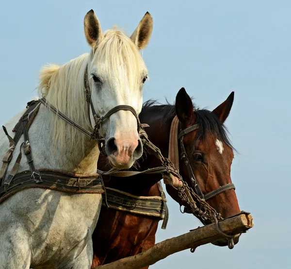 Häst — Stockfoto