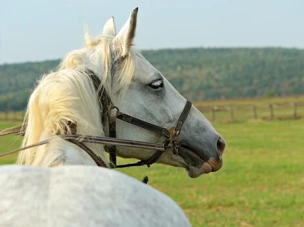 Retrato de caballo — Foto de Stock