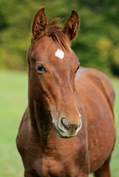 Cavallo — Foto Stock