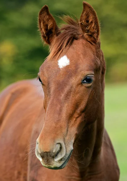 Porträtt av hästar — Stockfoto