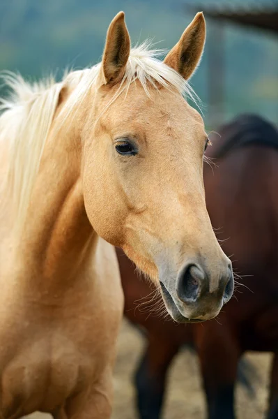 Porträtt av hästar — Stockfoto