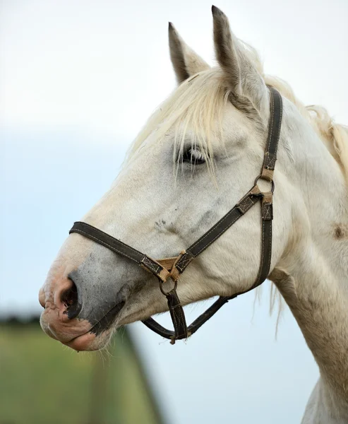 Horse — Stock Photo, Image