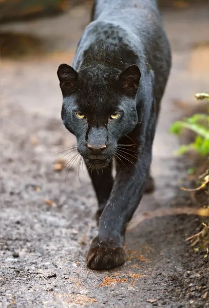 Leopard — Stockfoto