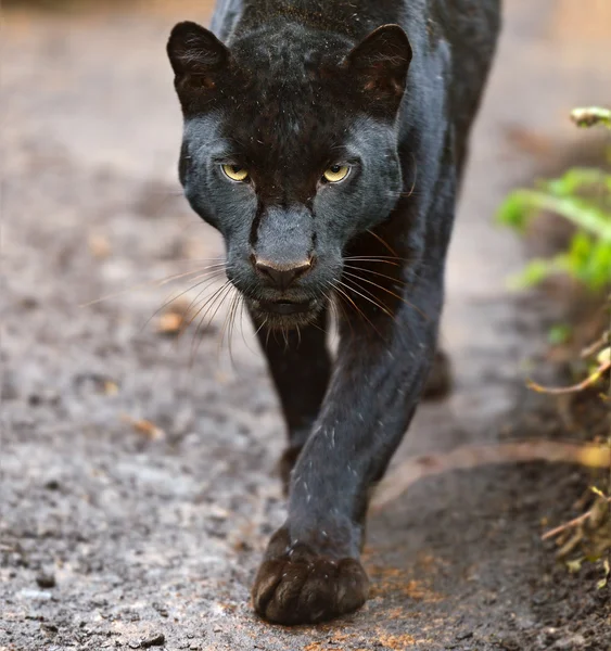 Leopard — Stockfoto