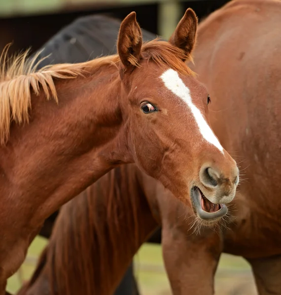 Porträtt av hästar — Stockfoto