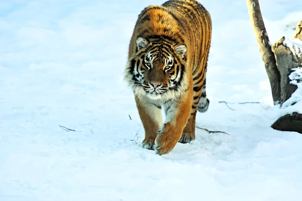 Tiger in winter — Stock Photo, Image