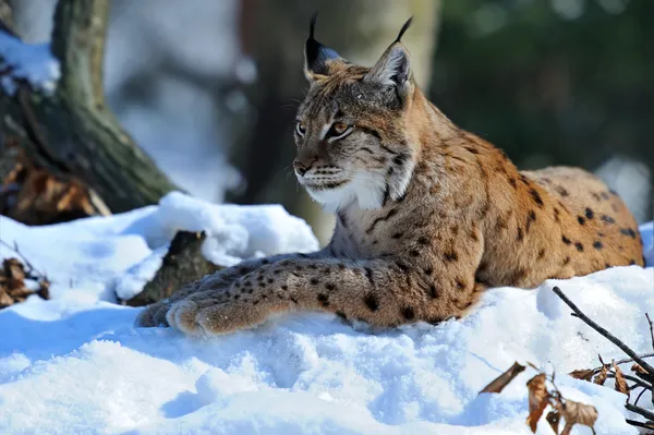 Lynx en hiver — Photo