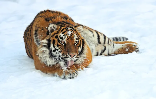 Tigre no inverno — Fotografia de Stock