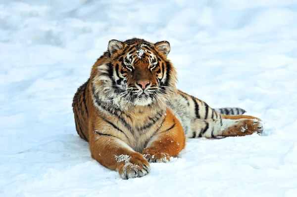 Tiger im Winter — Stockfoto