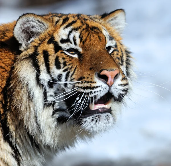 Tiger in de winter — Stockfoto