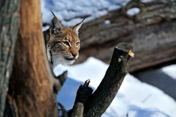 Luchs im Winter — Stockfoto