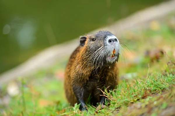 Rato almiscarado — Fotografia de Stock