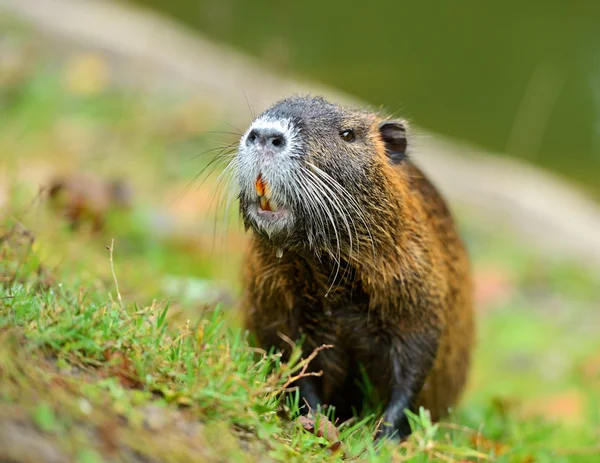 Rato almiscarado — Fotografia de Stock