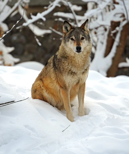 Wolf in winter — Stock Photo, Image
