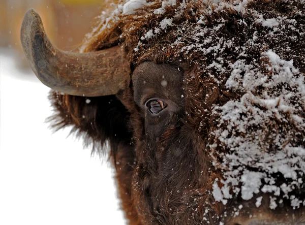 Büffel im Winter — Stockfoto