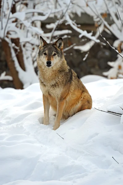 Wolf in winter — Stock Photo, Image